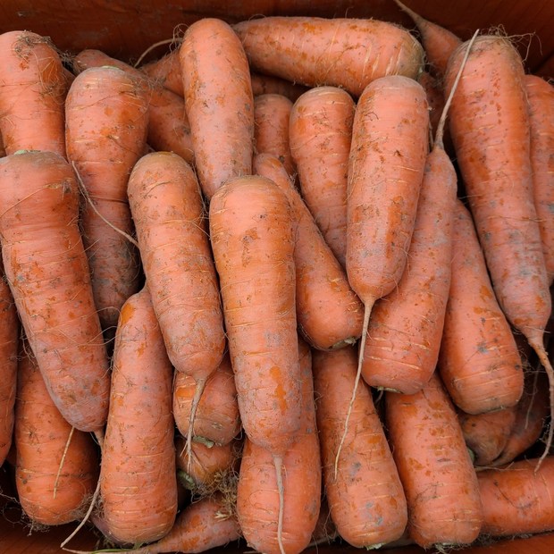당근마켓 득템! 당근못난이10 후기 & 꿀팁 대방출🥕